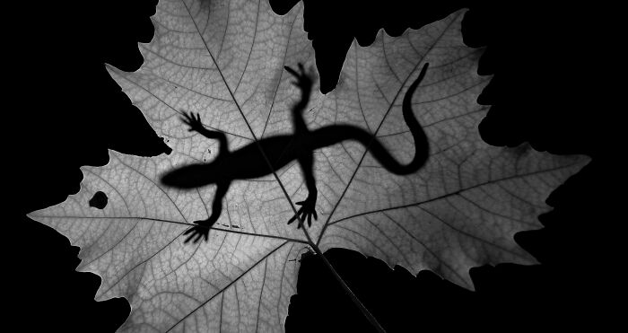 Black & White, Honorable Mention: Silhouette Of The Hunter By Fatih Yılmaz