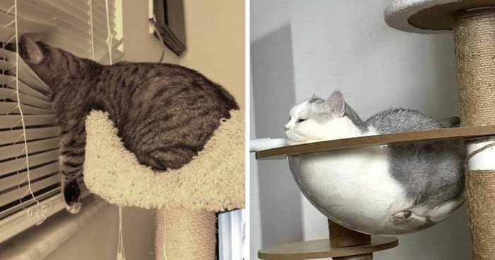 Cats Really Said “Catch Me Being Weird” In These 77 Out-Of-Context Photos