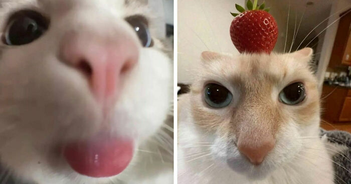 77 Confusing “Cats Out Of Context” Photos That Somehow Get Funnier The Longer You Look