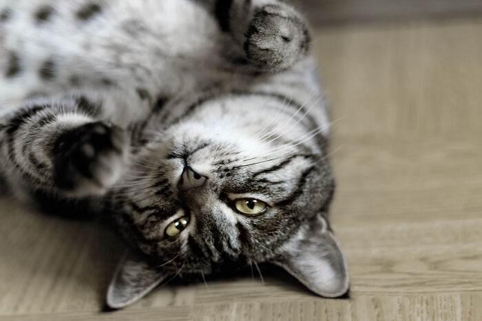 A tabby cat lies on its back, looking up with curious eyes, a common sight for pet owners with vet bills.