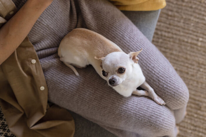 A small chihuahua dog lying on a person's lap, illustrating pet owners and vet bills.