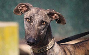 This Photographer Brought Five Rescued Spanish Galgos To The USA And Turned Their Story Into Art