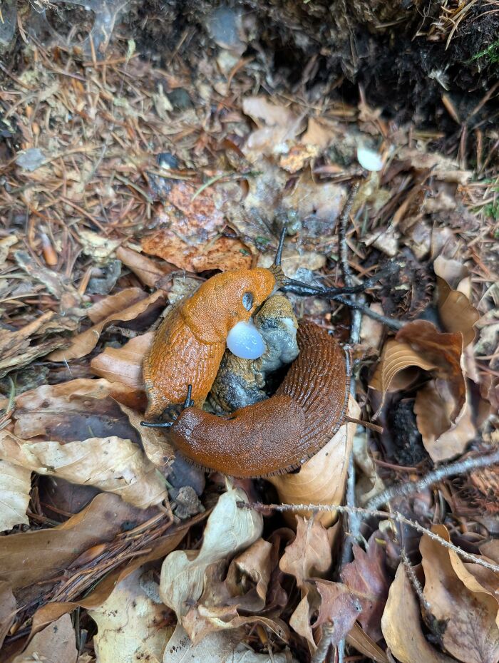 Two slugs, animals, one orange and one brown, intertwined on a bed of dry leaves in a forest.