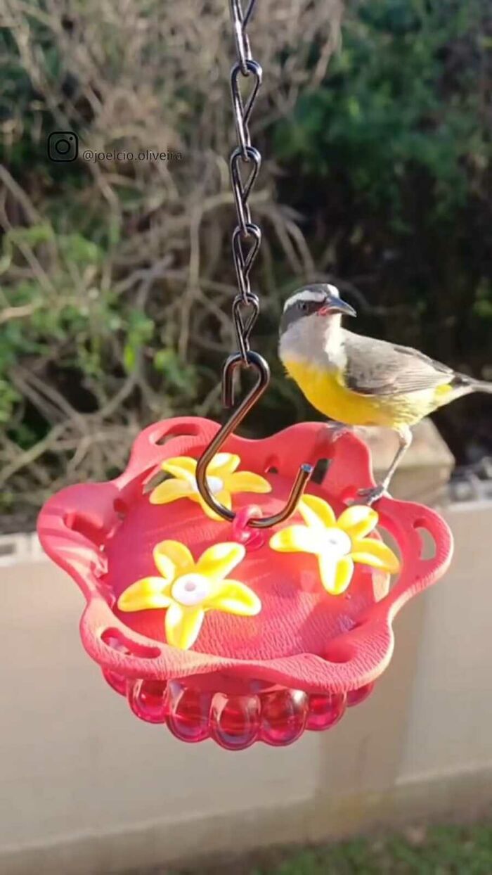 A small bird with a yellow chest and white head perched on a red and yellow flower-shaped bird restaurant feeder.