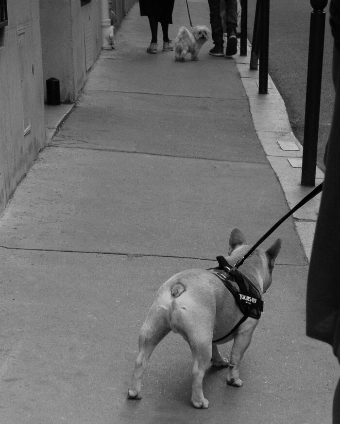 A small dog on a leash walks on a sidewalk, a perfectly timed street photo capturing the unseen side of Paris.