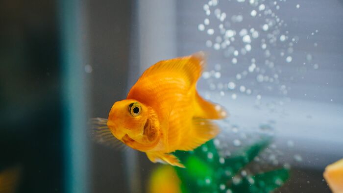 A goldfish swimming in a tank, representing a peaceful escape from unhinged workplace drama.