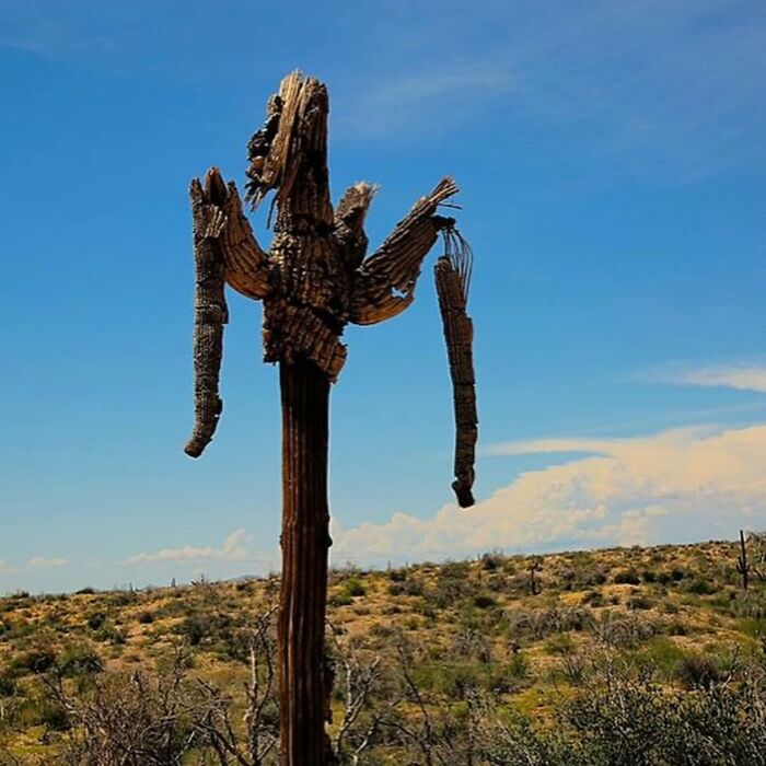 A dried and ruined cactus in a desert landscape, highlighting the effects of summer melting.