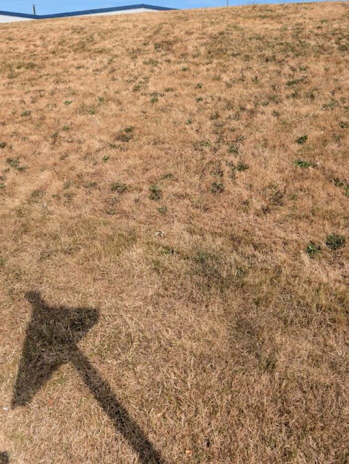A dry, brown patch of grass indicating summer melting, with sparse green blades and a shadow in the foreground.