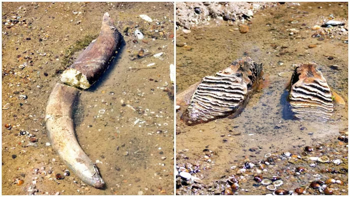 Two views of a large animal bone and teeth in muddy water, showing summer melting everything.