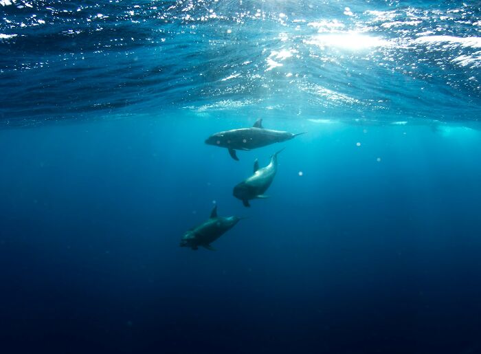 Three pilot whales swimming underwater from a high angle, with sunlight filtering through the ocean surface. Scary science facts.