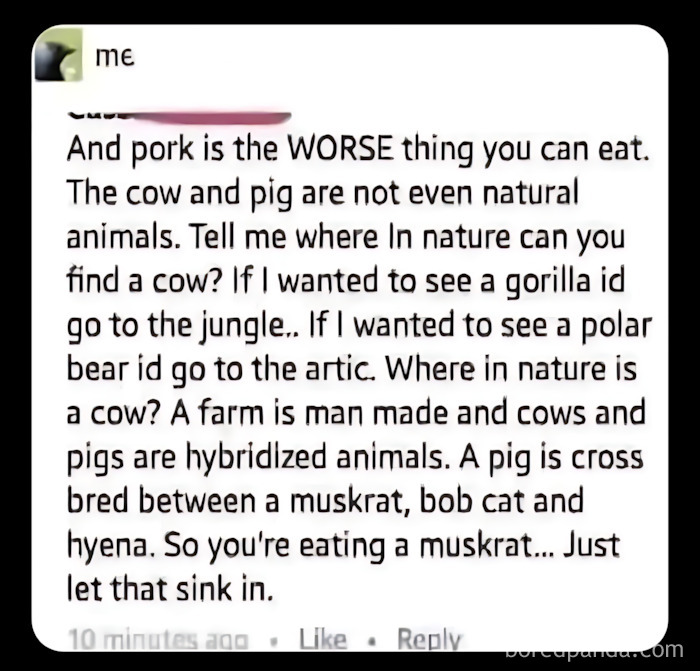 A hilarious moment of people being wrong, asserting that cows and pigs are not natural animals.