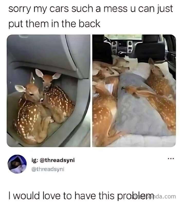 Cute animal memes: Several baby fawns curled up in the back seat and glove compartment of a car.