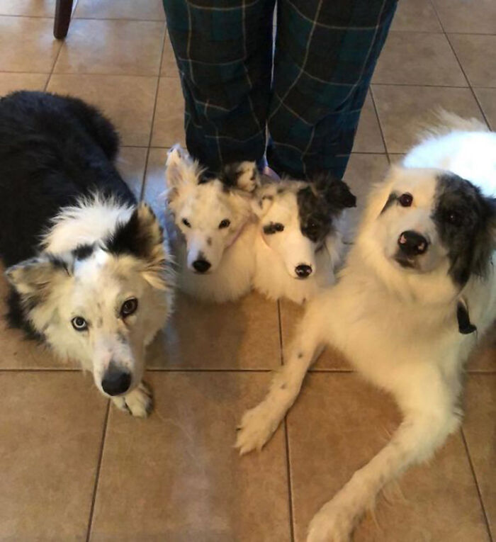 Three dogs looking up, two of them small and nestled between a person's legs, an awful idea.