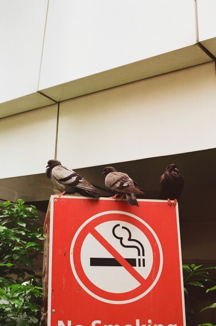Three pigeons perched on a No Smoking sign, symbolizing America's commitment to public health.