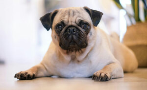 67 Dog Breeds May Soon Be Banned In The UK—Is Your Pooch On The List?