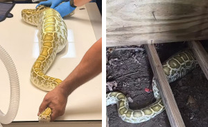 X-Ray Reveals Massive Python's Last Meal After It Was Found Lurking Under New Jersey Family's Shed