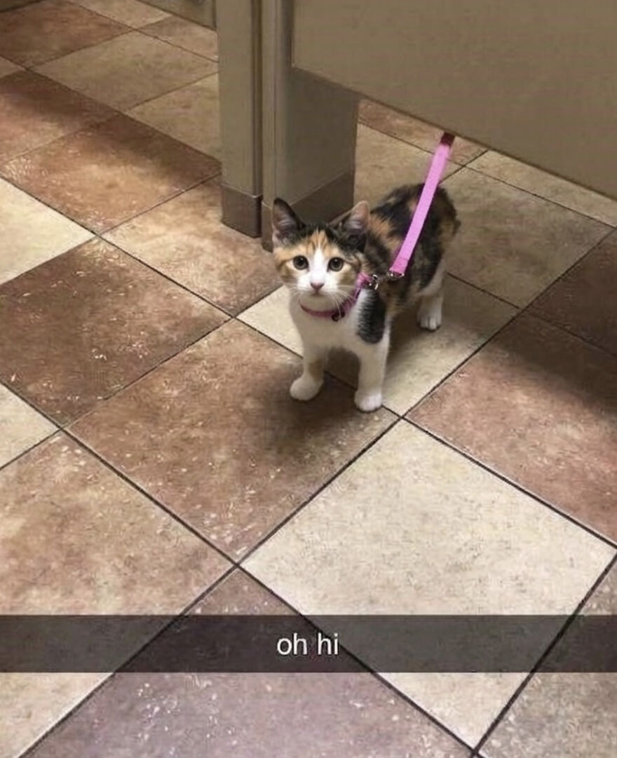 A small calico kitten wearing a pink harness and leash stands on a tiled floor, looking up, being weird.