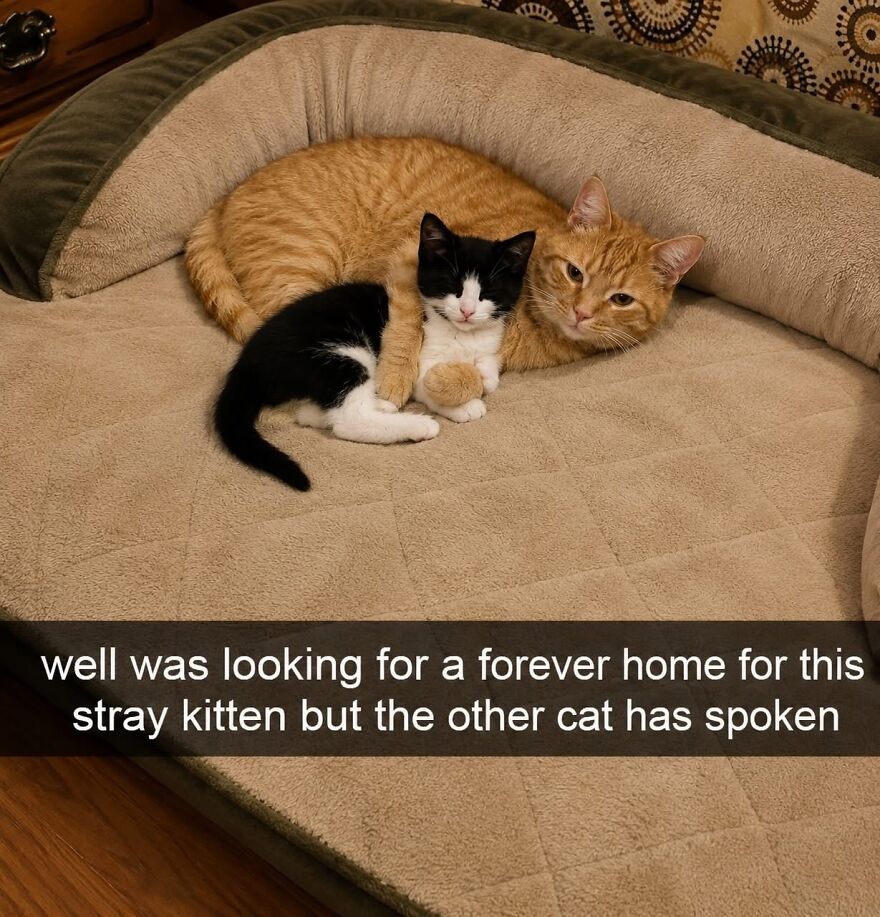 Weird cats: An orange cat and a small tuxedo kitten cuddling in a pet bed.