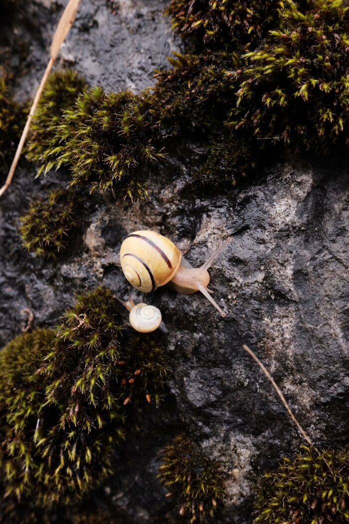 Two snails, one larger with a yellow striped shell and a smaller white one, crawling on a mossy rock in a cool animal photo.