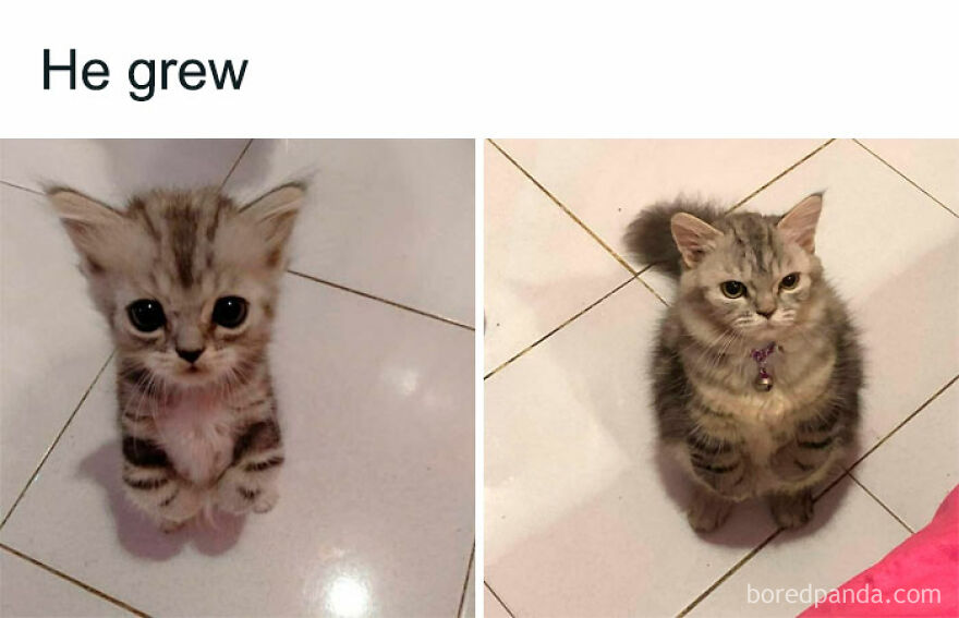 A split image shows the transformation of a cute kitten into a weird cat, highlighting funny cat growth.