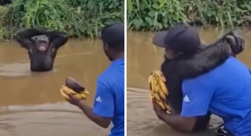 A split image shows a man interacting with a chimpanzee in water, holding bananas; a strange thing happening on Earth.