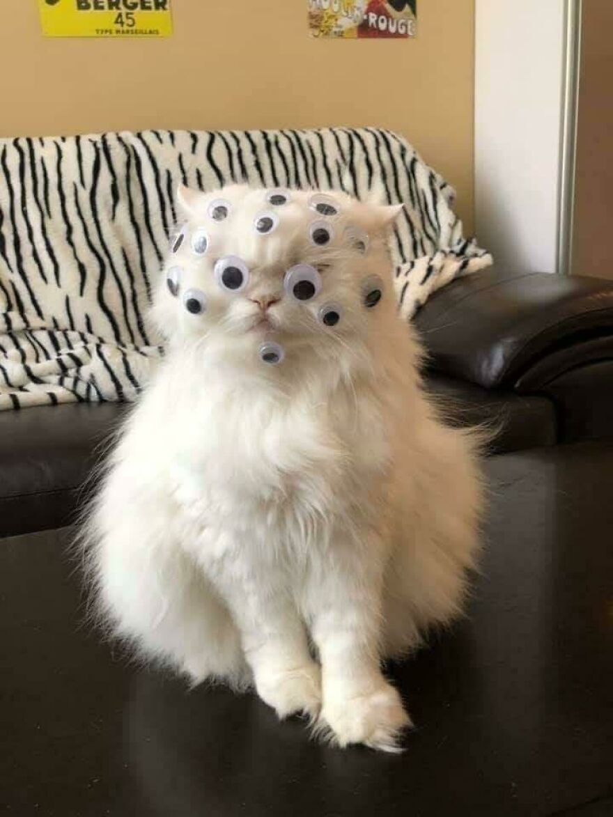 A white weird cat covered in many googly eyes, sitting, looking funny and ready to catch some laughs.