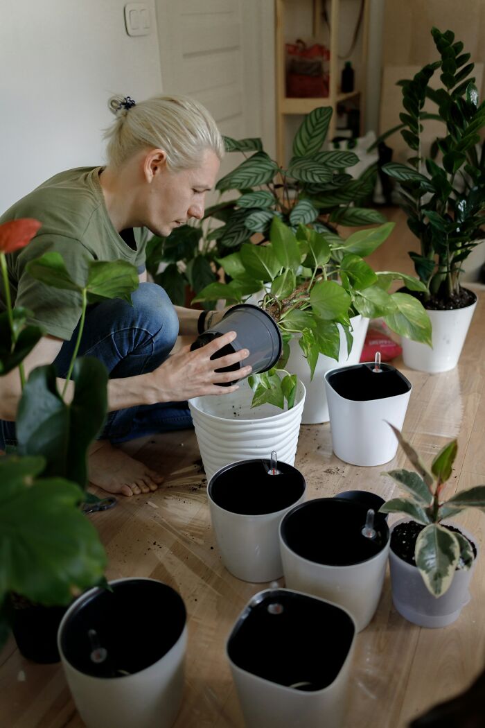 A person caring for house plants, symbolizing the growth and care within being married.