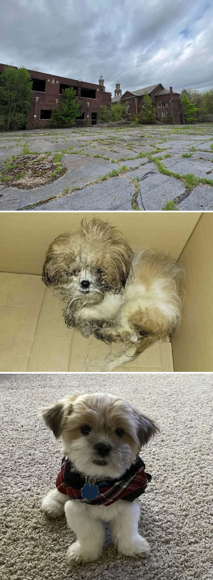 A three-part image showing an abandoned building, a dirty puppy found, and the same puppy clean and happy.
