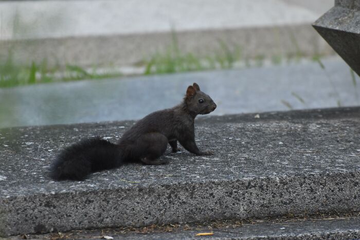 Cool animal photo of a black squirrel sitting on a concrete ledge.
