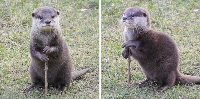 Funny animal encounter: a small otter standing upright, holding a stick, looking curiously at the camera.