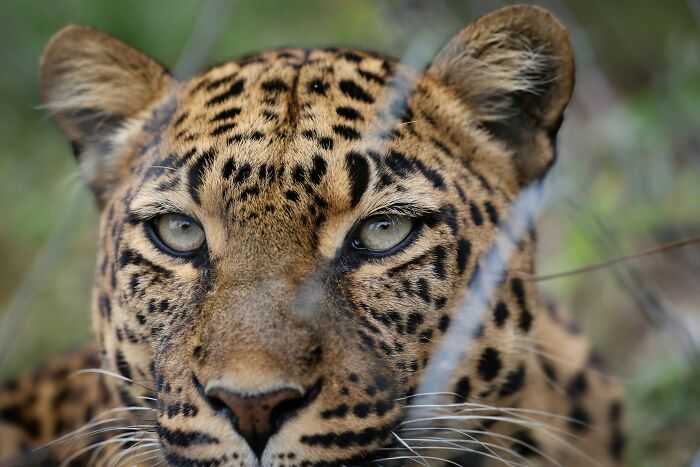 A close-up of a leopard's face, highlighting its striking eyes, amidst the story of people who escaped cults.