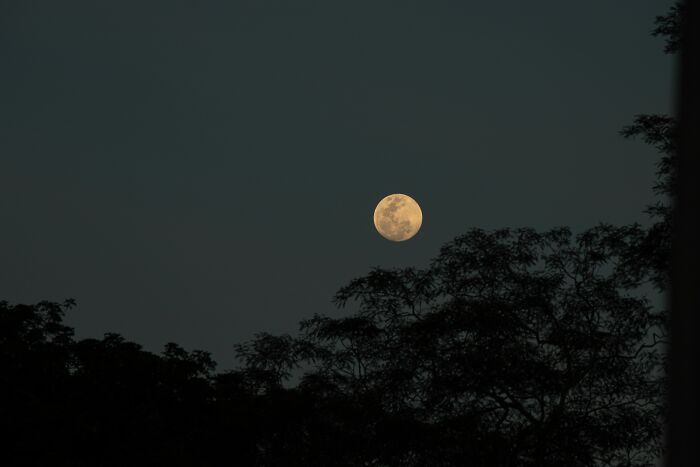 A full moon in a dark sky above silhouetted trees, evoking the mystery and disturbing nature of cults.