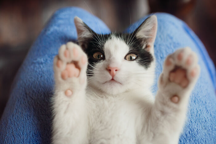 A small black and white kitten lying on its back, showing its paws. Pet owners sharing vet bills.