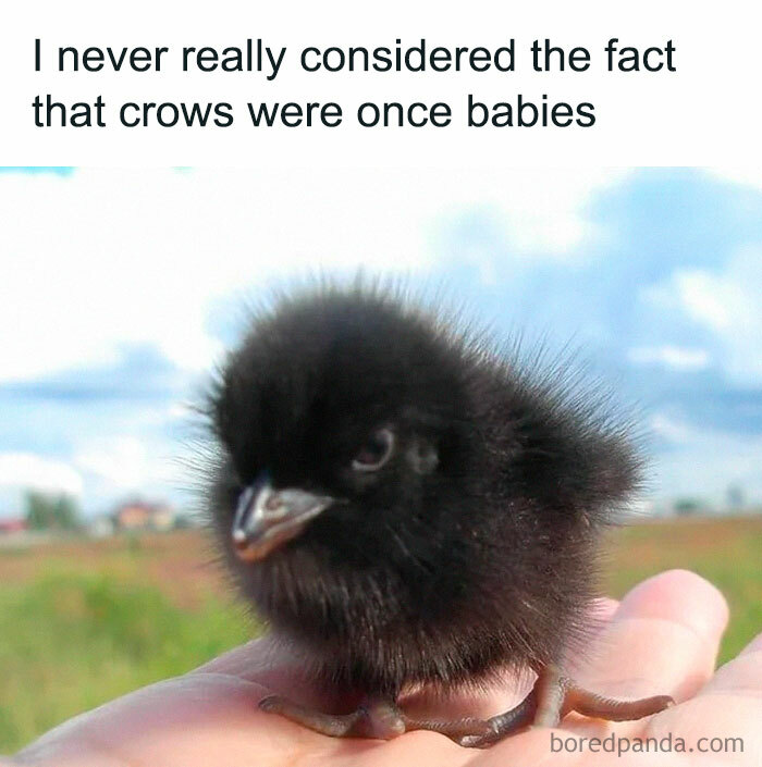 A tiny, fluffy black baby crow held in a person's palm, a wholesome post about nature.