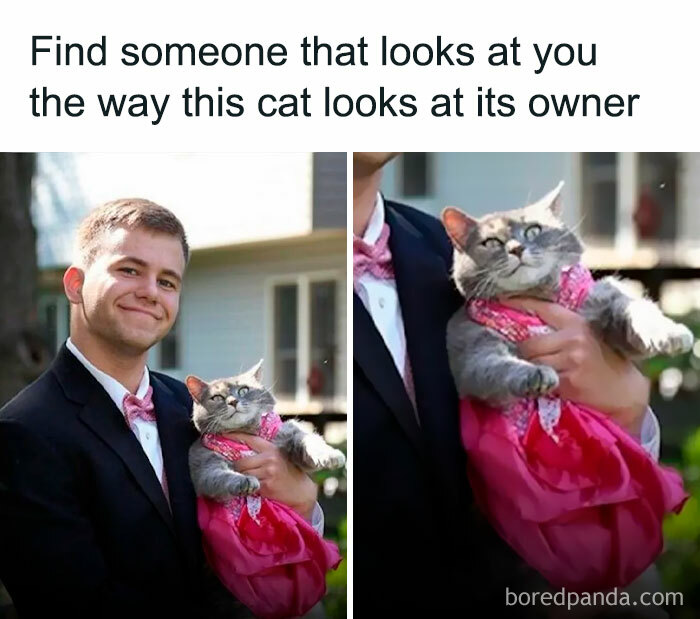 A wholesome post showing a cat in a pink dress looking adoringly at its owner, who is holding it.