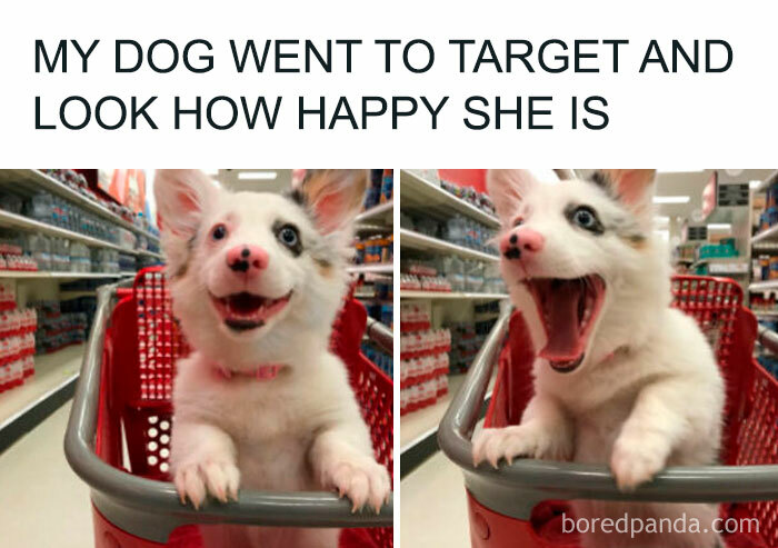 A wholesome post with two images of a happy puppy in a shopping cart at Target, looking excited.