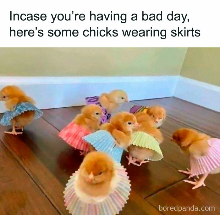 Several baby chicks wearing colorful cupcake liner skirts, a wholesome post for a tiny break.