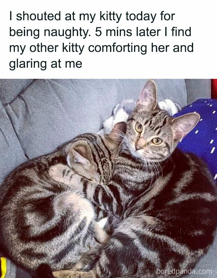 Wholesome posts: Two tabby cats snuggled together on a couch, offering a tiny break from everything.
