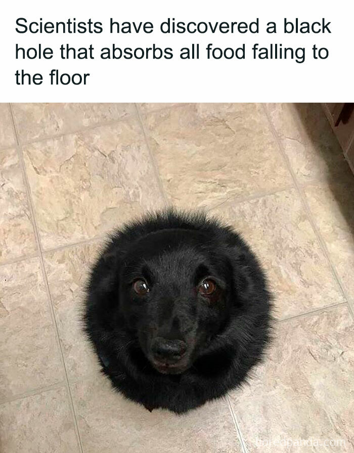 A fluffy black dog, humorously called a black hole, looking up expectantly, a wholesome post for a tiny break.