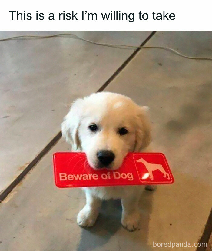 A cute golden retriever puppy holding a 'Beware of Dog' sign in its mouth. Wholesome posts.