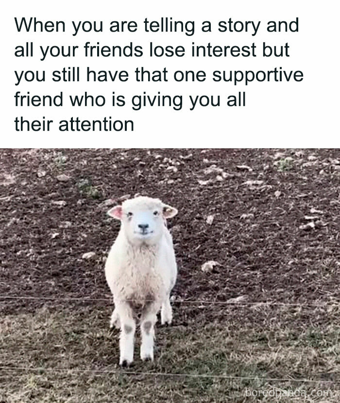 A cute sheep looking attentively at the camera, a wholesome post symbolizing a supportive friend giving full attention.