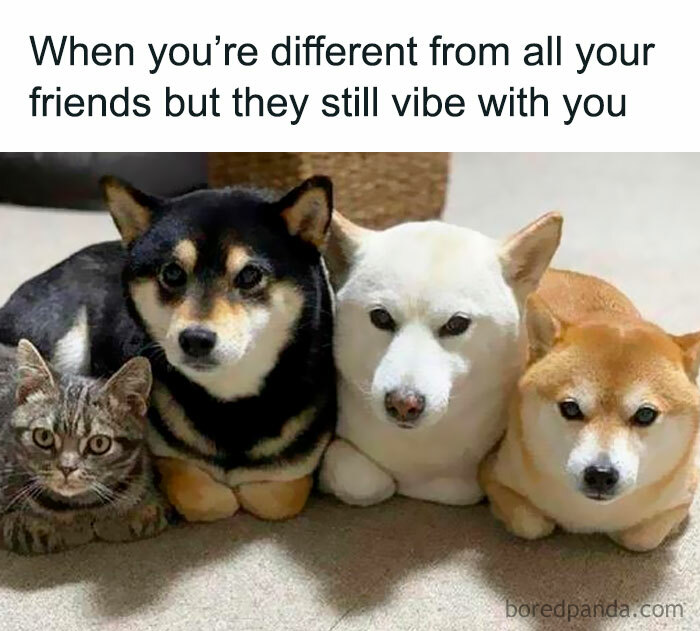 A cat with three Shiba Inu dogs, one black, one white, and one brown, sitting together. This is a wholesome post.