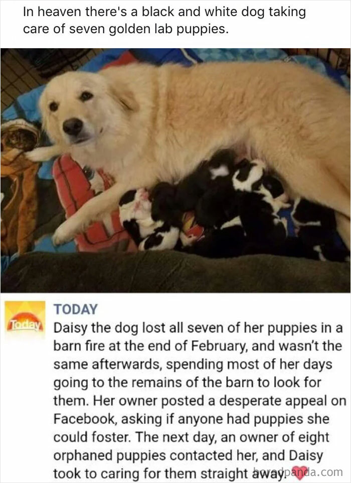 A golden retriever dog named Daisy fostering seven orphaned black and white puppies, a truly wholesome post.