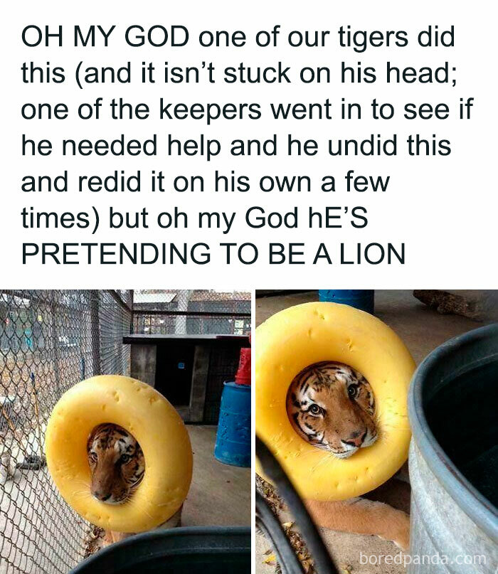 A tiger with a yellow inflatable ring around its head, making wholesome posts as it pretends to be a lion.