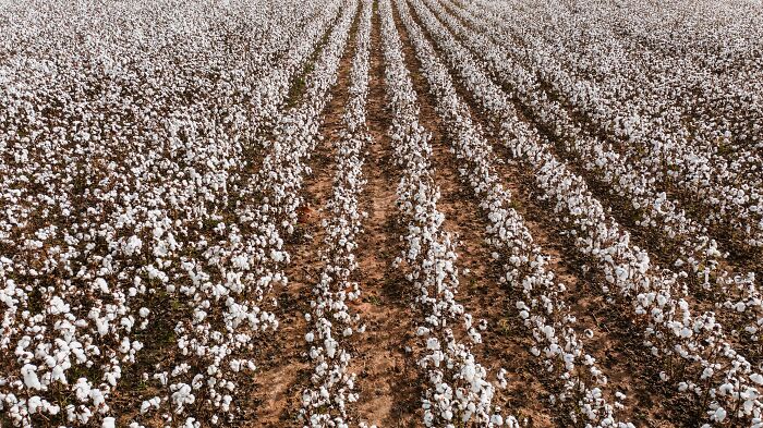A vast field of cotton, symbolizing things women put up with before walking away.