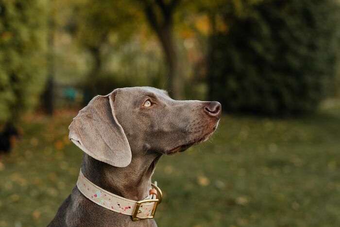 A brown dog with a gold-collared necklace and bright eyes looks into the distance, representing the worst things people put up with.