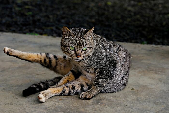 A tabby cat with bright green eyes looks at the camera while cleaning itself, depicting the worst things people put up with.