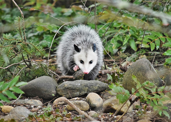 An opossum, the massive python's last meal, pictured in its natural habitat in New Jersey.