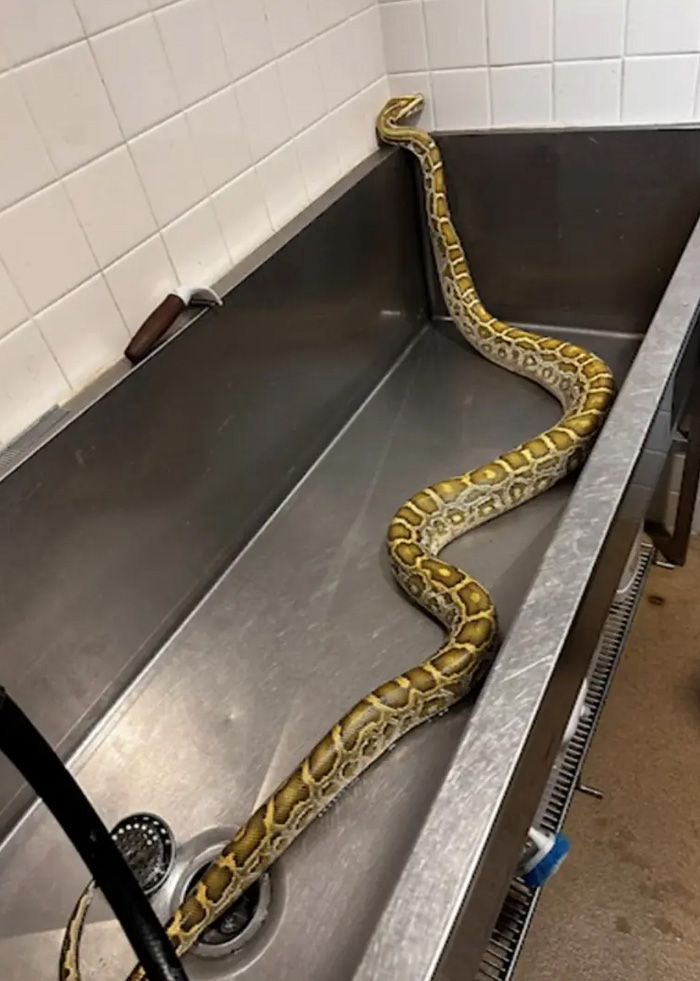A massive python, found in New Jersey, coiled inside a stainless steel sink after its capture.