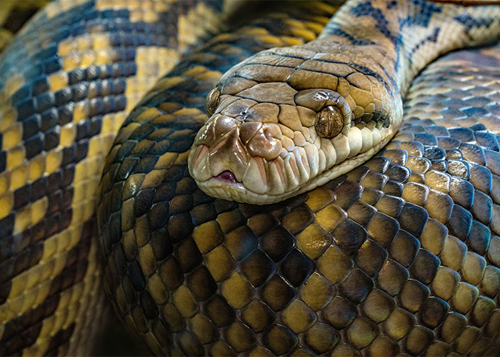 A close-up of a massive python's head and scales, showcasing the snake's texture before its last meal X-ray.